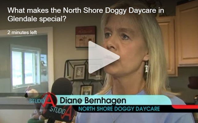 What makes the North Shore Doggy Daycare in Glendale special?