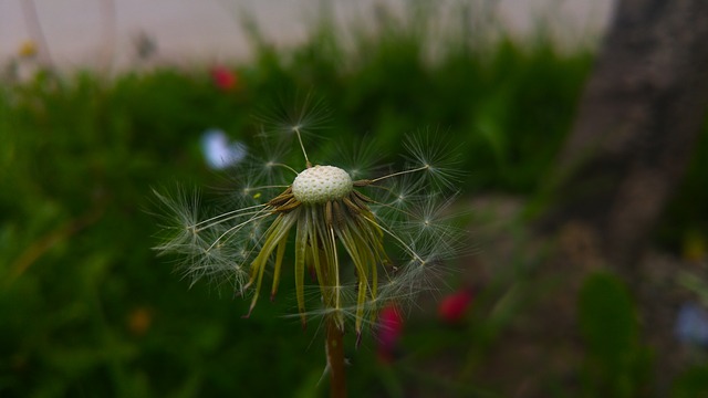 Death of a Dandelion